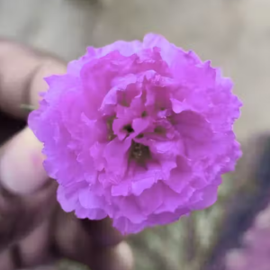 Elsa Organic Sanjeevani booti (5 kali in pack) Laxman Booti / lakshaman booti plant Kali, living plant, it is a plant not a seed