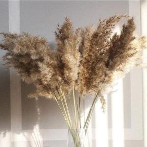 Naturally Dried Pampas Stems (Brown) – Set of 10, 3 ft Each