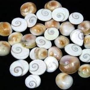 Gomati Chakra Religious Item, 1 cm, Off-White, 80 Pieces sk Orginal