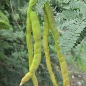 Prosopis Juliflora Live Green Fruits Plant,