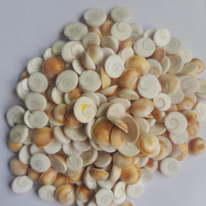 GAURVEDA Gomati Chakra Original, Natural, 31 Pieces