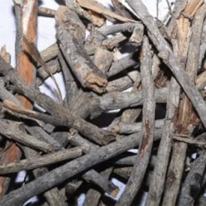 Pipal Tree Sticks for Homam and Pooja Rituals, 480 Grams(ARASAMARAM Kuchi)