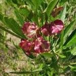 Fresh Virali Leaves (Dodonaea viscosa), Bantheri Leaves, 1 kg, Fresh Green Leaves, Natural Pain Relief
