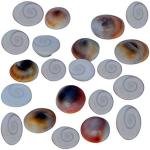 Gomati Chakra Religious Item, 1 cm, Off-White, 80 Pieces sk Orginal