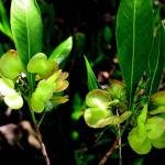 Fresh Virali Leaves (Dodonaea viscosa), Bantheri Leaves, 1 kg, Fresh Green Leaves, Natural Pain Relief