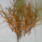 Kolinci Dried Medicinal Root, Traditional Herbal Supplement, Natural Raw Form