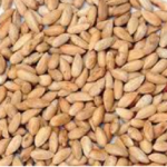 AMK HERBAL Dry Neem Seeds with Shell, Azadirachta Indica, 250g