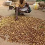 AMK HERBAL Dry Neem Seeds with Shell, Azadirachta Indica, 250g