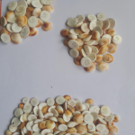 GAURVEDA Gomati Chakra Original, Natural, 31 Pieces