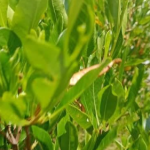 Virali Leaves/Dodonaea viscosa Leaves/Bantheri Fresh Leaves - 2KG