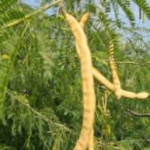 Prosopis Juliflora Dried Yellow Fruits, Karuvelam Dried Fruits, Velvet Mesquite, 200g