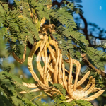 Prosopis Juliflora Dried Yellow Fruits, Karuvelam Dried Fruits, Velvet Mesquite, 200g