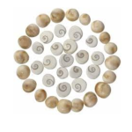 Gomati Chakra Religious Item, 1 cm, Off-White, 80 Pieces sk Orginal