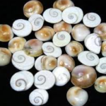 Gomati Chakra Religious Item, 1 cm, Off-White, 80 Pieces sk Orginal
