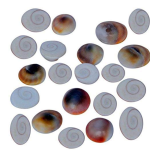 Gomati Chakra Religious Item, 1 cm, Off-White, 80 Pieces sk Orginal