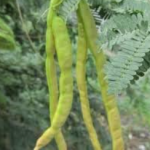 Fresh Karuvelam Green Fruits, Velvet Mesquite Pods, Natural Sali Green Fruits