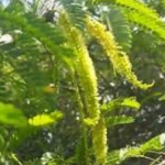 Fresh Karuvelam Green Fruits, Velvet Mesquite Pods, Natural Sali Green Fruits