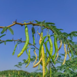 Fresh Karuvelam Green Fruits, Velvet Mesquite Pods, Natural Sali Green Fruits