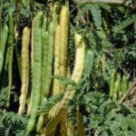 Fresh Karuvelam Green Fruits, Velvet Mesquite Pods, Natural Sali Green Fruits