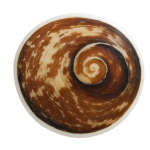 Big Size Gomati Chakra Original Natural – Brown Spiral Gomathi Chakram for Vishnu Mahalakshmi Pooja & Vastu