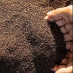 Vermi Compost (1Kg) 100% Pure Natural Varmi Compost for All Plants Manure, Fertilizer (khad)