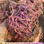 Vermi Compost (1Kg) – 100% Pure Natural Organic Vermi Compost for All Plants | Manure & Fertilizer (Khad)