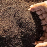 Vermi Compost (2Kg) – 100% Pure Natural Vermicompost for All Plants | Organic Manure & Fertilizer