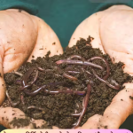 Vermi Compost khad (1Kg) 100% Pure Natural Varmi Compost for All Plants Manure, Fertilizer