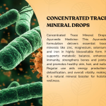 CONCENTRATED TRACE MINERAL DROPS - 50 ML (BUY ONE GET SAME 50ML DROPS FREE)