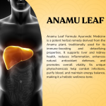 Anamu Leaf Capsule - 60 Capsules (Get One Bottle 50ml Anamu Leaf Drops Free)