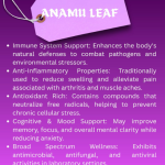Anamu Leaf Capsule - 60 Capsules (Get One Bottle 50ml Anamu Leaf Drops Free)