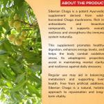 SIBERIAN CHAGA CAPSULES - 60 CAPSULES (BUY ONE GET SAME 50ML DROPS FREE)