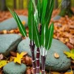 Golu Dolls Handicrafts – Artificial Sugar Cane Tree (2 Ft)